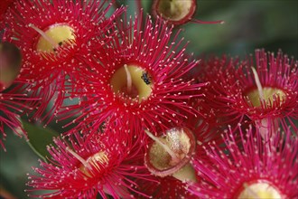 Spray of red flowers on Eucalyptus ficifolia