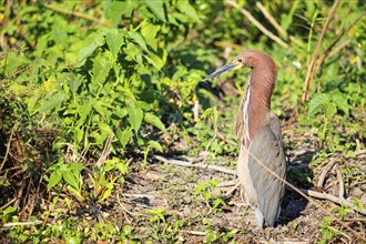 Rufescent tiger heron (Tigrisoma lineatum) Pantanal Brazil