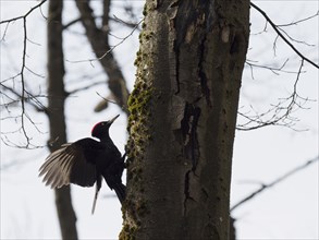 A male black woodpecker sitting on a dry beech tree