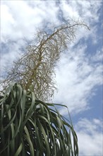 Flower spike on small palm tree