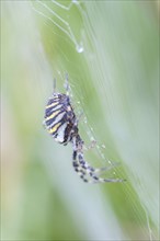 A wasp spider with dew drops, sits in its web and lurks for prey