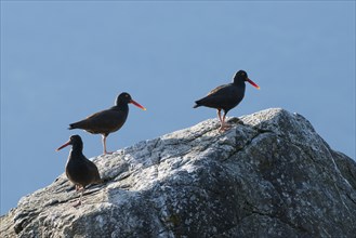 Three cliff oystercatchers sit on a rock with their beaks glowing in the sunlight