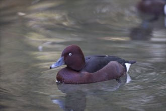 Moorente, Aythya nyroca, ferruginous duck