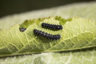 Small emperor moth, caterpillar, Saturnia pavonia, small emperor moth, caterpillar