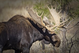 A close up of a bull moose stands in a grassy area of Turnbull WIldlife Refuge near Cheney,