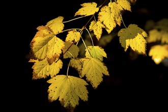 Autumn yellow leaves against a dark background near the Sweetcreek Falls in northeast Washington