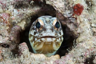 Well-builder jawfish, Opistognathus sp., Komodo National Park, Indonesia, Asia