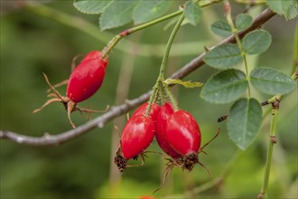 A close up of wild rose hips on a vine in north Idaho