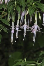 Delicate pink fuchsias hanging on bush