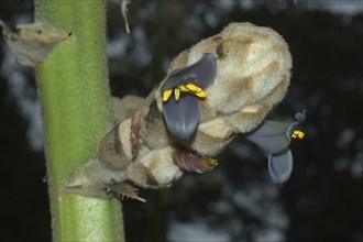 Blue flowers of Puya glomulifera from South America