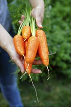 Holding out a bunch of freshly harvested and cleaned up carrots