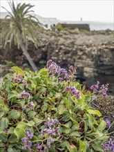 Purple flowers and green plants in front of a rocky coastline with sea view, lanzarote, Canary