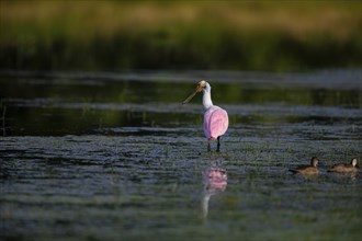 Roseate spoonbill (Ajaia ajaja) Pantanal Brazil