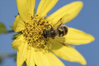 A large mimic fly lands on a pretty yellow flower in north Idaho