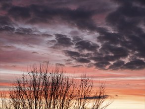 Sunrise with violet and orange colours, a tree with the last leaves is in the foreground