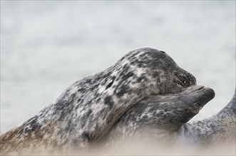 A pair of grey seals during a mating ritual on the Heligoland dune