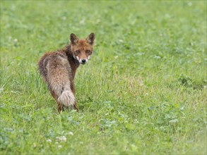 A wet red fox looks back