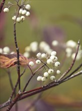 A close up photo of snowberries on a bush in autumn in north Idaho