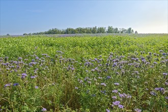 Field meadow with phacelia (bee pasture, bee friend, tufted beauty or tufted flower) in the