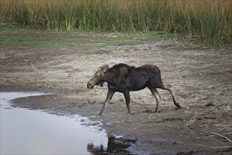 A female moose is at a small drying out pond at the Turnbull Wildlife Refuge near Cheney,