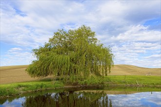 Bushy tree by a small pond in Washington