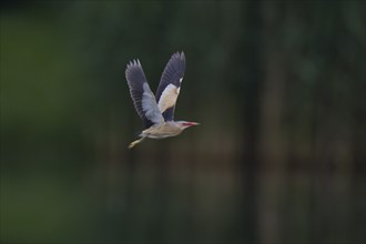 Little Bittern, Ixobrychus minutus, Little Bittern