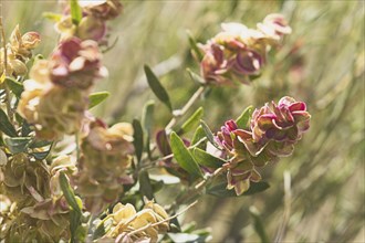 A close up photo of pink desert wildflowers near Twin Falls, Idaho