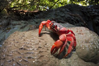 Christmas Island Crab at Hughes Dale Waterfall, Gecarcoidea natalis, Christmas Island, Australia,