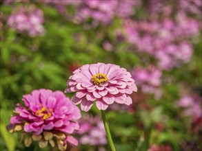 Close-up of two pink flowers in a green and blooming garden, Bad Lippspringe, Germany, Europe