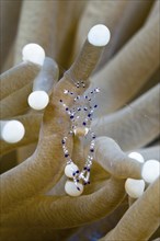 Partner shrimp in mushroom coral, Periclimenes sp., Tufi, Solomon Sea, Papua New Guinea, Oceania