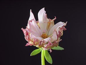 A studio photo of a small dahlia flower and a green stem against a black background