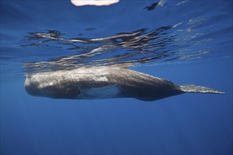 Sperm whale bull, Physeter catodon, Lesser Antilles, Caribbean, Dominica, Central America