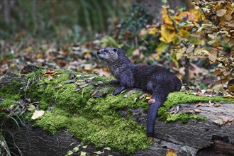 Fischotter, Lutra lutra, Eurasian otter