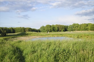 Stork flying over a meadow and a pond. Big bird that comes to Germany in spring and raises its