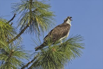 An osprey is perched on a branch in a tree calling out on a sunny day in north Idaho