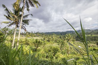 The green side of Bali, green rice terraces in the original Bali. Rice cultivation in the midst of