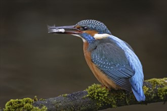 Kingfisher, Alcedo atthis, common kingfisher