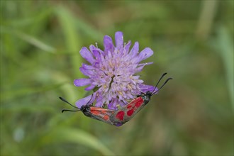 Zygaenidae, butterfly