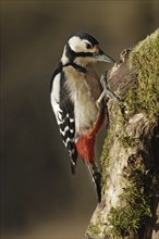 Great spotted woodpecker, female, Dendrocopos major, Syn Picoides major, great spotted woodpecker,