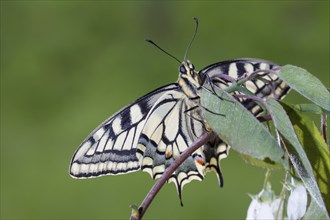 Swallowtail, Papilio machaon