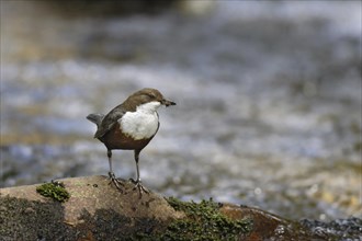 White-throated Dipper, Cinclus cinclus, white-throated dipper