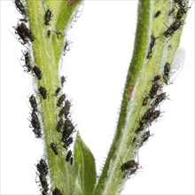 Aphids partly with wings sucking on a plant stem in front of a white background