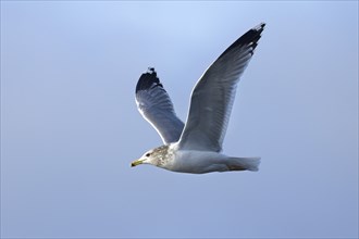 A seagull flies up in the bright blue sky in Coeur d'Alene, Idaho