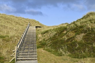 Boardwalk in the Amrum dunes nature reserve near Norddorf, Amrum, North Frisian Island, North