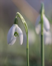 Close-up of common snowdrops (Galanthus nivalis)