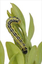 Box tree moth caterpillar crawling on a branch with box tree leaves cropped on white