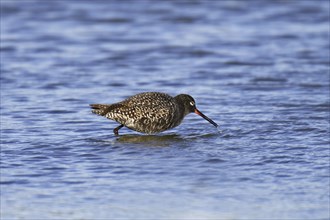 Spotted Redshank, Tringa erythropus, spotted redshank