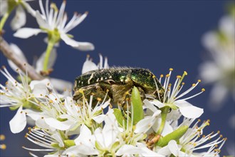 Rosenkaefer, Cetoniinae, flower chafer