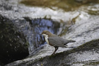 White-throated Dipper, Cinclus cinclus, white-throated dipper