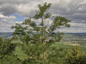 A single tree in the centre, with fields and mountains in the background under a cloudy sky,